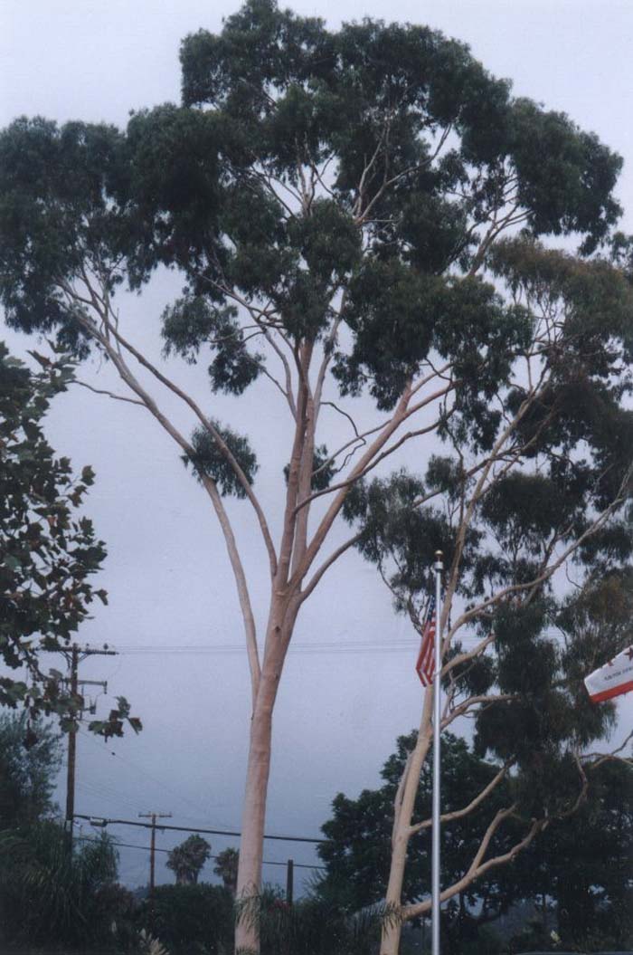 Plant photo of: Eucalyptus citriodora