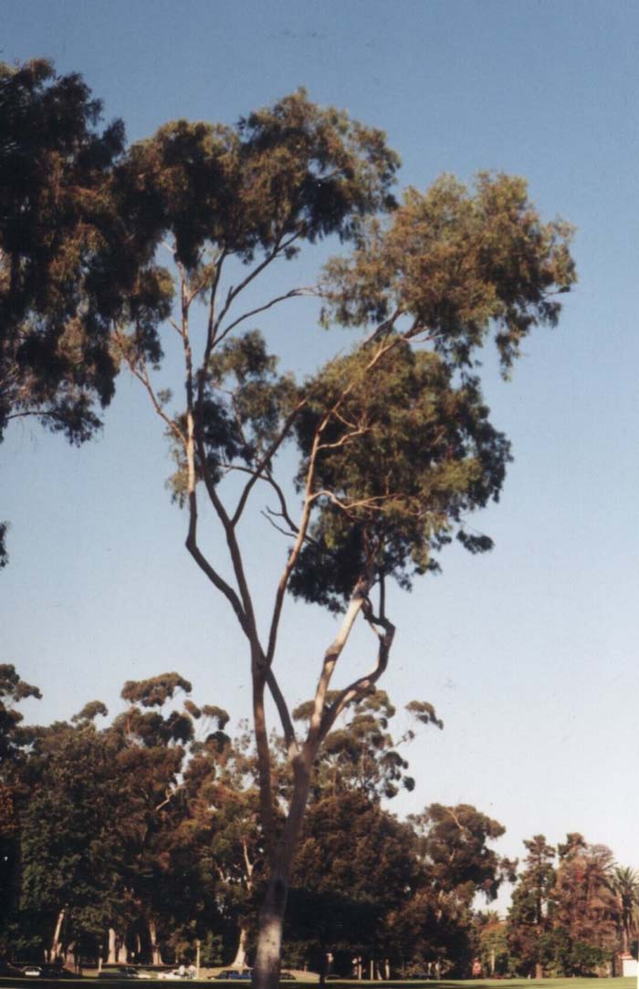 Plant photo of: Eucalyptus citriodora