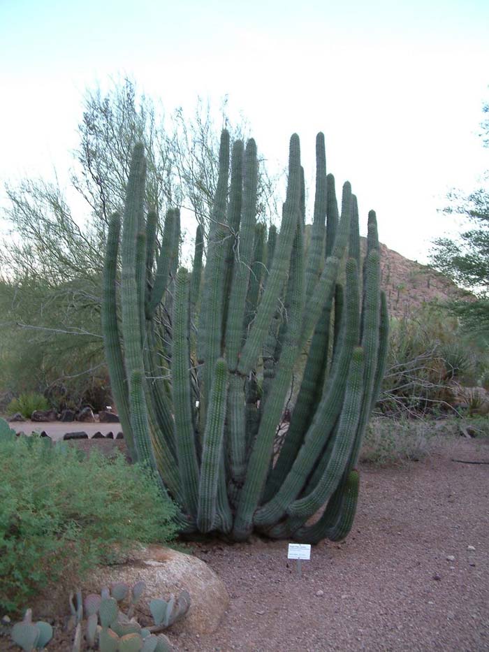 Plant photo of: Stenocereus thurberi