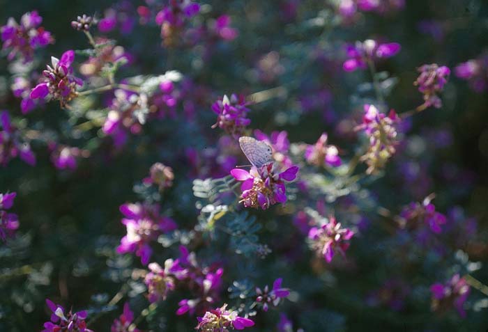 Plant photo of: Dalea frutescens