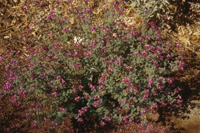 Plant photo of: Dalea frutescens