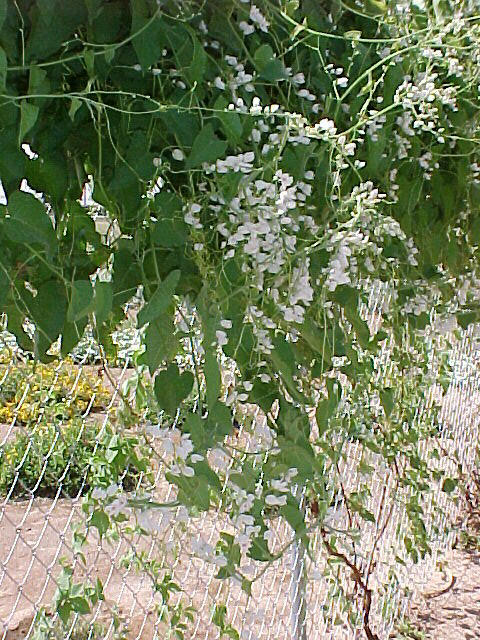 Plant photo of: Antigonon leptopus 'Alba'