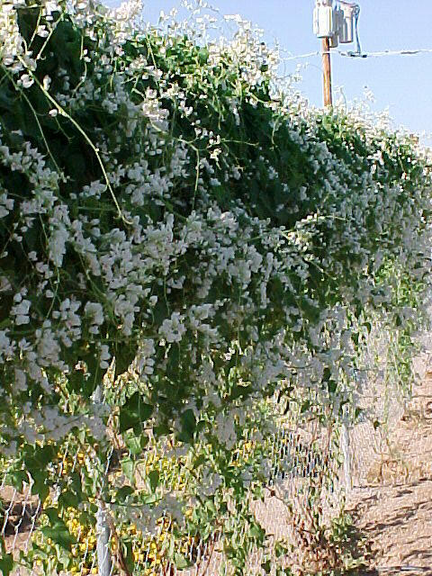 Plant photo of: Antigonon leptopus 'Alba'