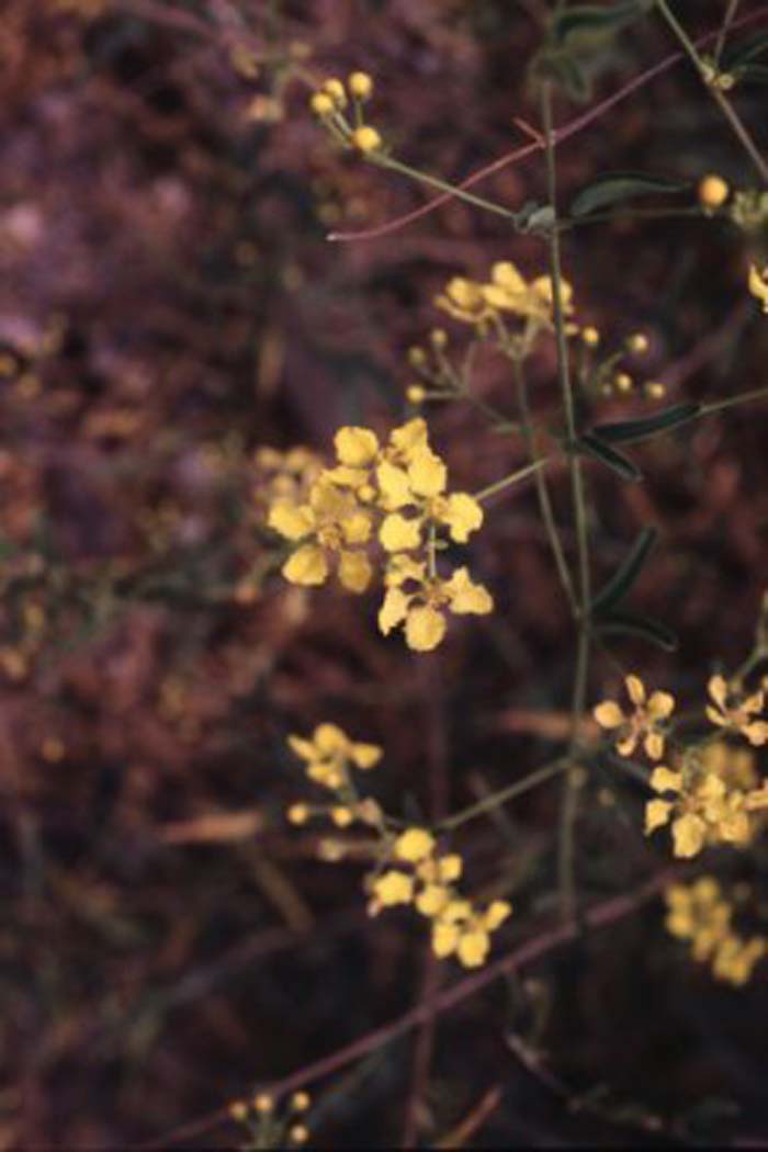 Plant photo of: Mascagnia macroptera