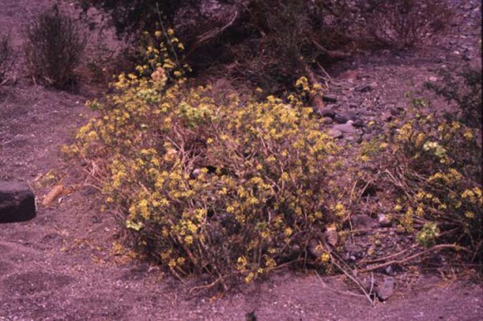 Plant photo of: Mascagnia macroptera