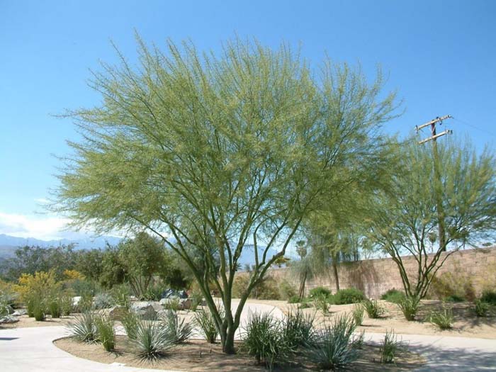 Plant photo of: Parkinsonia 'Desert  Museum'