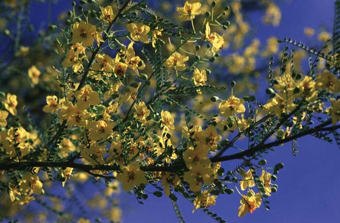 Plant photo of: Parkinsonia 'Desert  Museum'