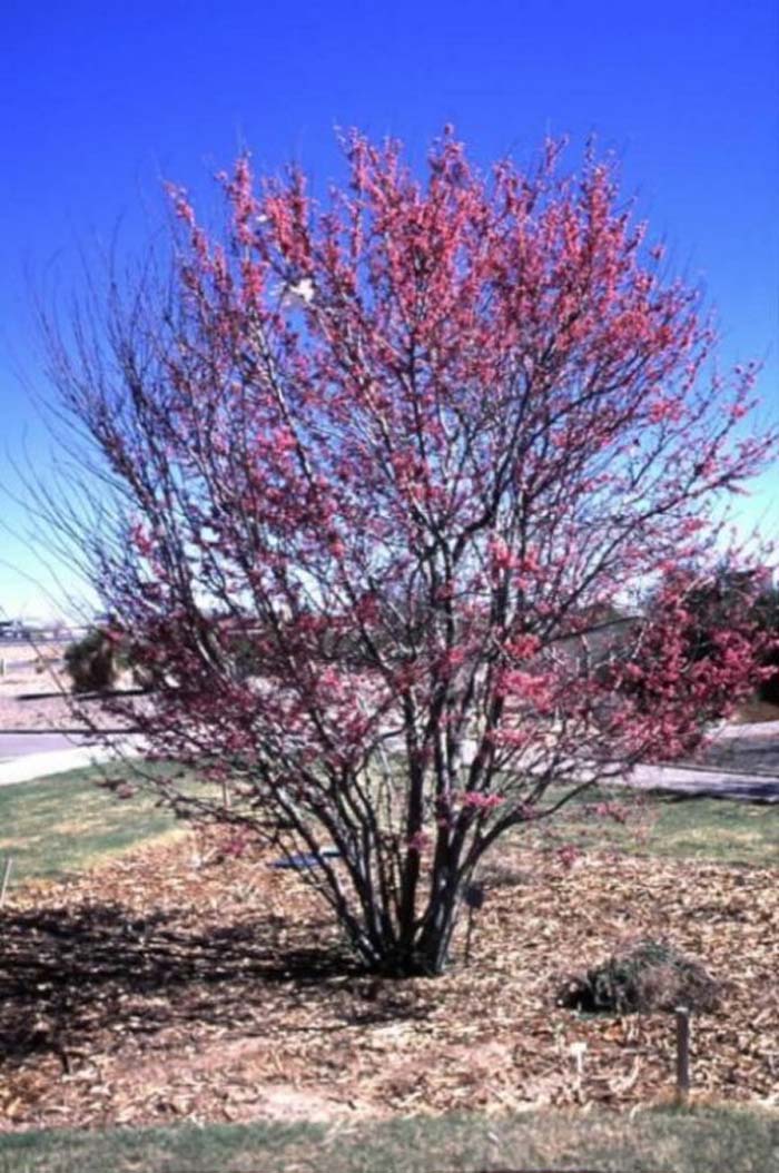 Plant photo of: Cercis mexicana