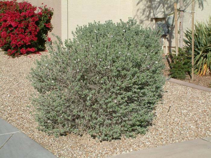 Plant photo of: Leucophyllum frutescens 'White Cloud'