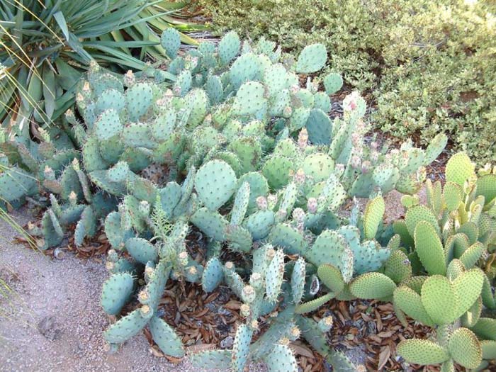 Plant photo of: Opuntia engelmannii