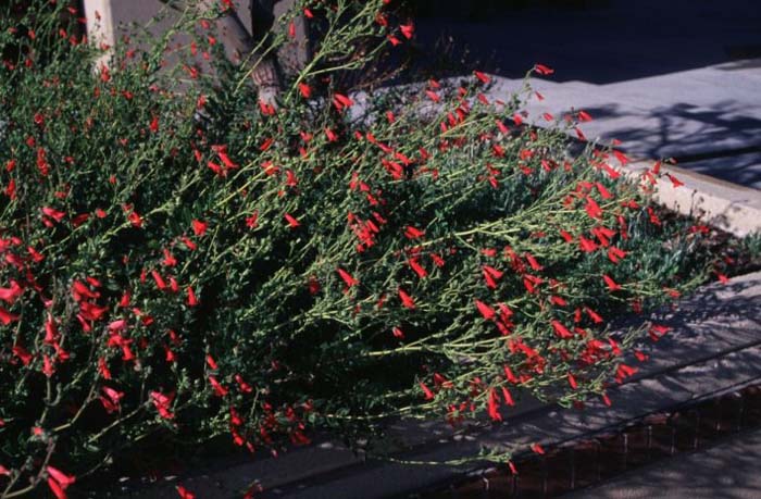 Plant photo of: Penstemon baccharifolius 'Del Rio'