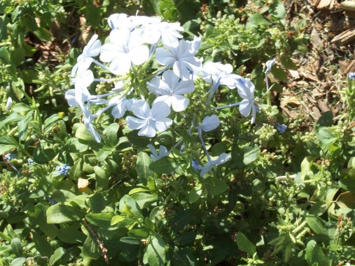 Plant photo of: Plumbago scandens 'Summer Snow'