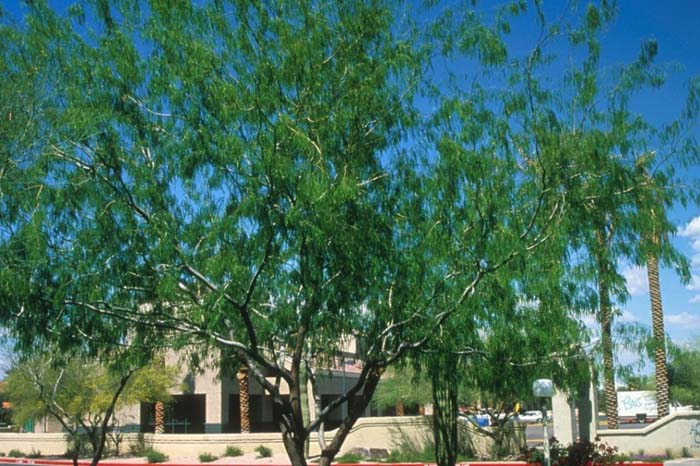 Plant photo of: Prosopis glandulosa 'Maverick'