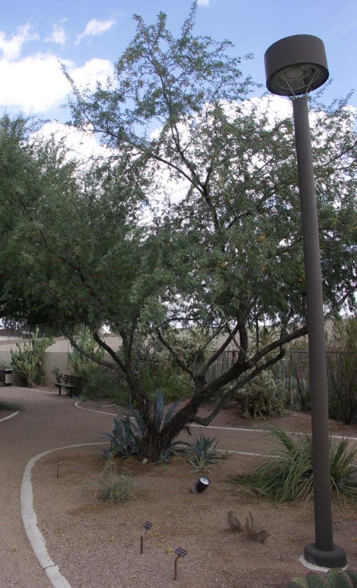 Plant photo of: Prosopis pubescens