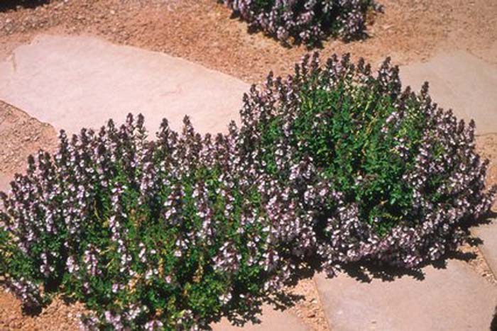 Plant photo of: Teucrium chamaedrys 'Prostratum'