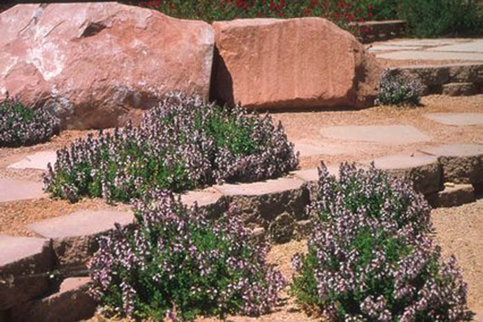 Plant photo of: Teucrium chamaedrys 'Prostratum'