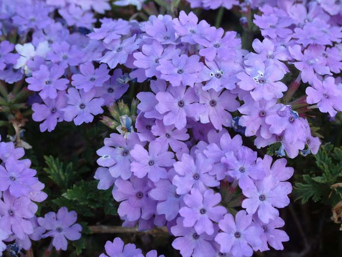 Plant photo of: Verbena X hybrida