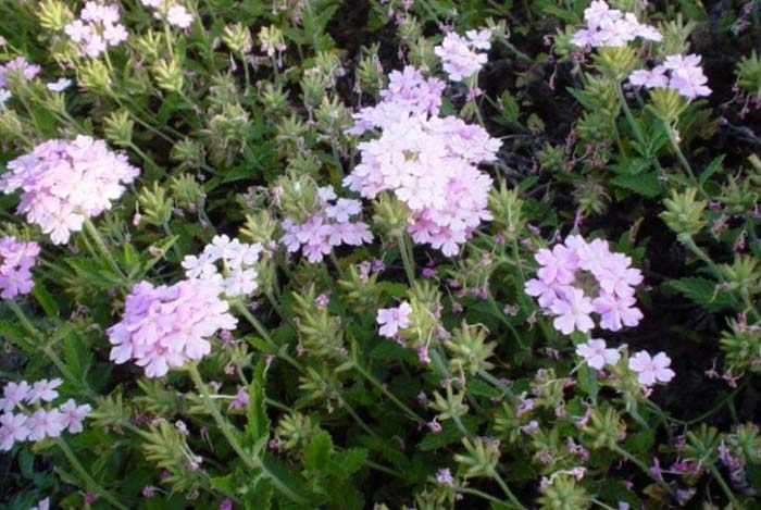 Plant photo of: Verbena X hybrida