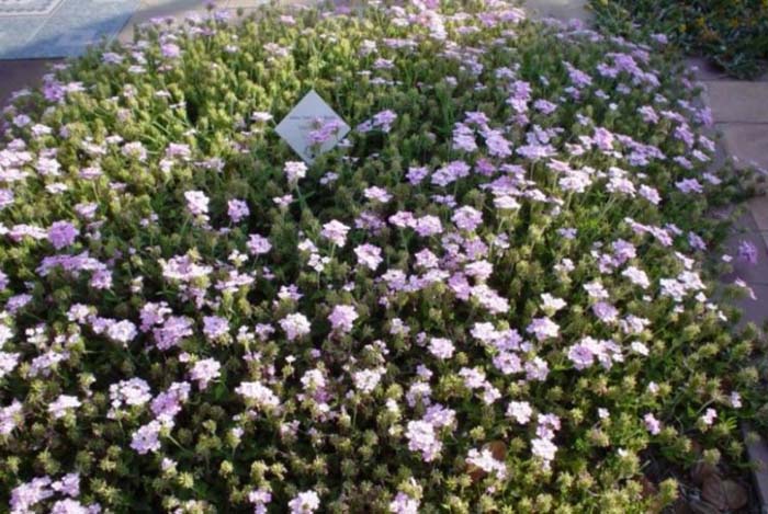 Plant photo of: Verbena X hybrida