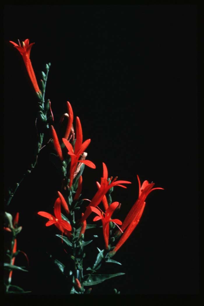 Plant photo of: Anisacanthus quad. w. 'Mexican Flame'