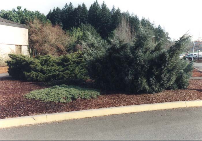 Plant photo of: Juniperus chinensis 'Pfitzeriana'