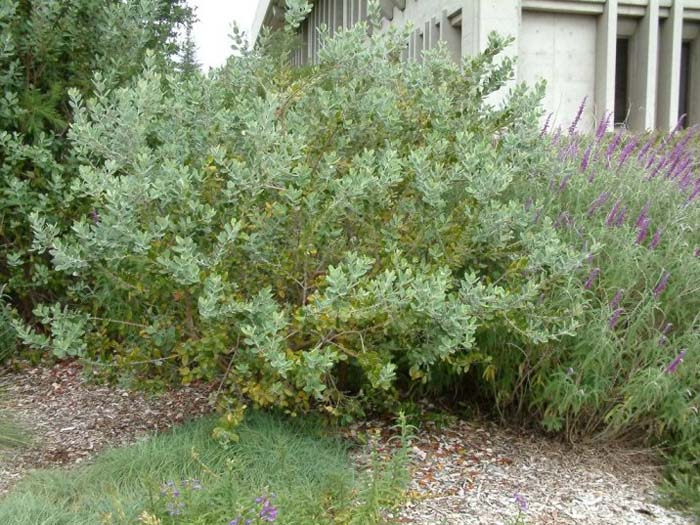 Plant photo of: Feijoa sellowiana