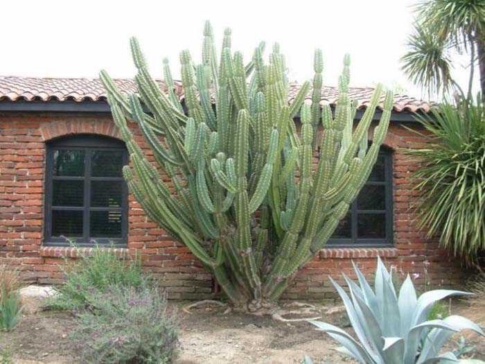 Plant photo of: Cereus hildemannianus