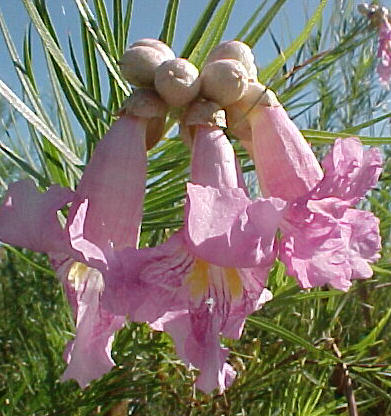 Plant photo of: Chilopsis linearis ' Warren Jones'