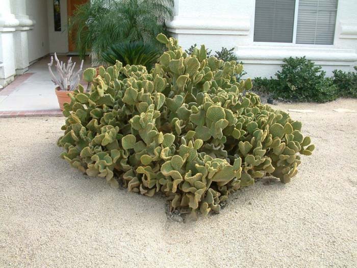 Plant photo of: Opuntia microdasys 'Monstrosa'