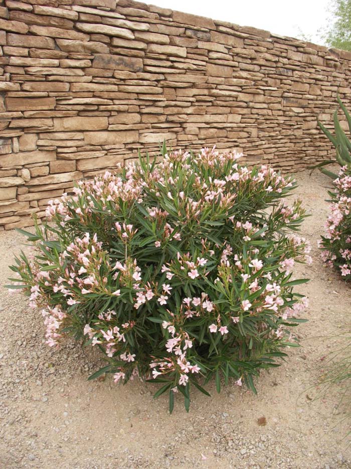 Plant photo of: Nerium oleander 'Petite Pink'