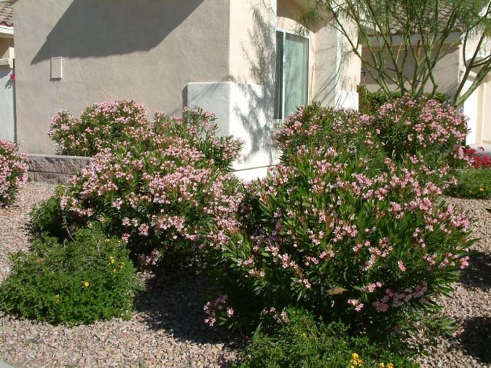 Plant photo of: Nerium oleander 'Petite Pink'