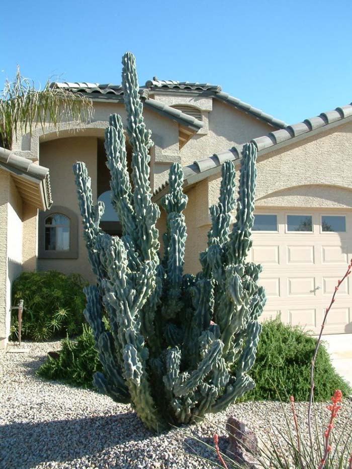 Plant photo of: Lophocereus schotti 'Monstrose'