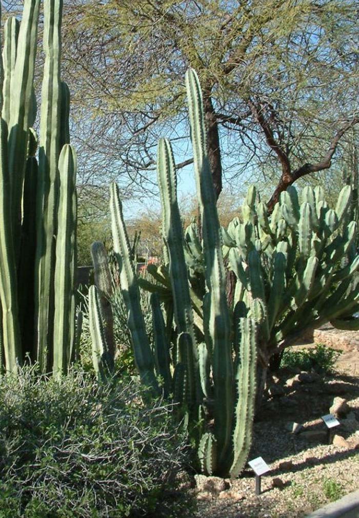 Plant photo of: Pachycereus marginatus