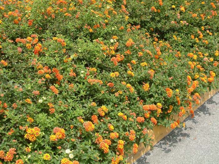 Plant photo of: Lantana 'Gold Mound'