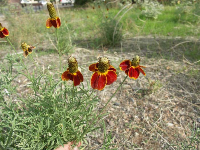 Plant photo of: Ratibida columnaris