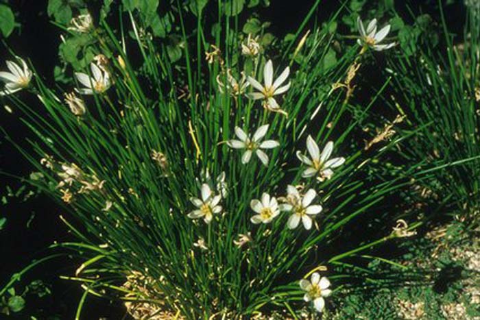 Plant photo of: Zephyranthes candida