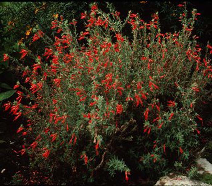 Plant photo of: Epilobium canum