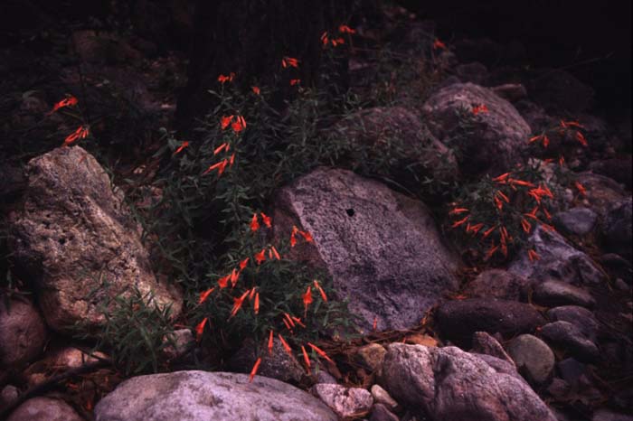 Plant photo of: Epilobium canum