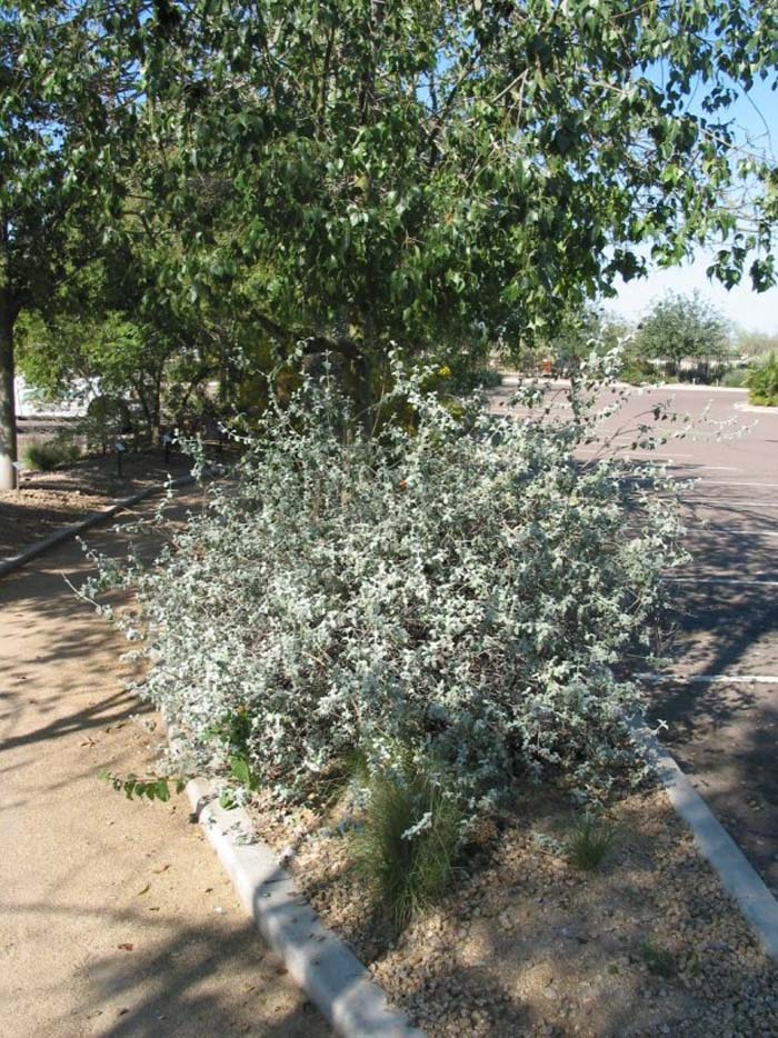 Plant photo of: Buddleia marrubiifolia