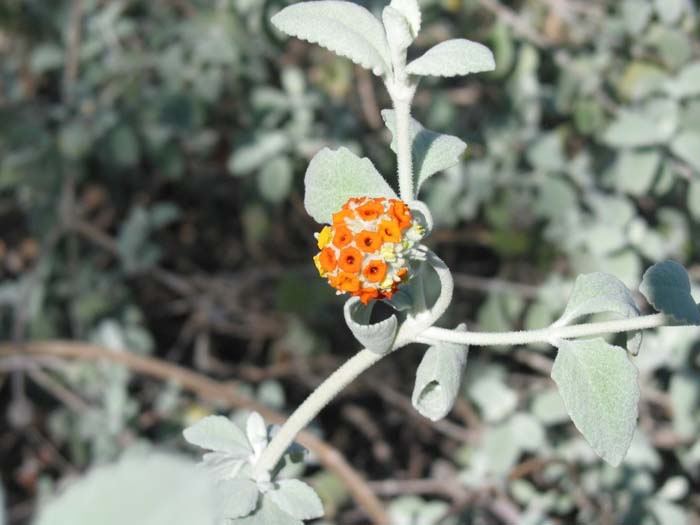 Plant photo of: Buddleia marrubiifolia