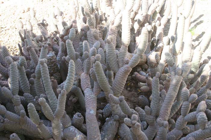 Plant photo of: Tephrocactus articulatus 'inermis'