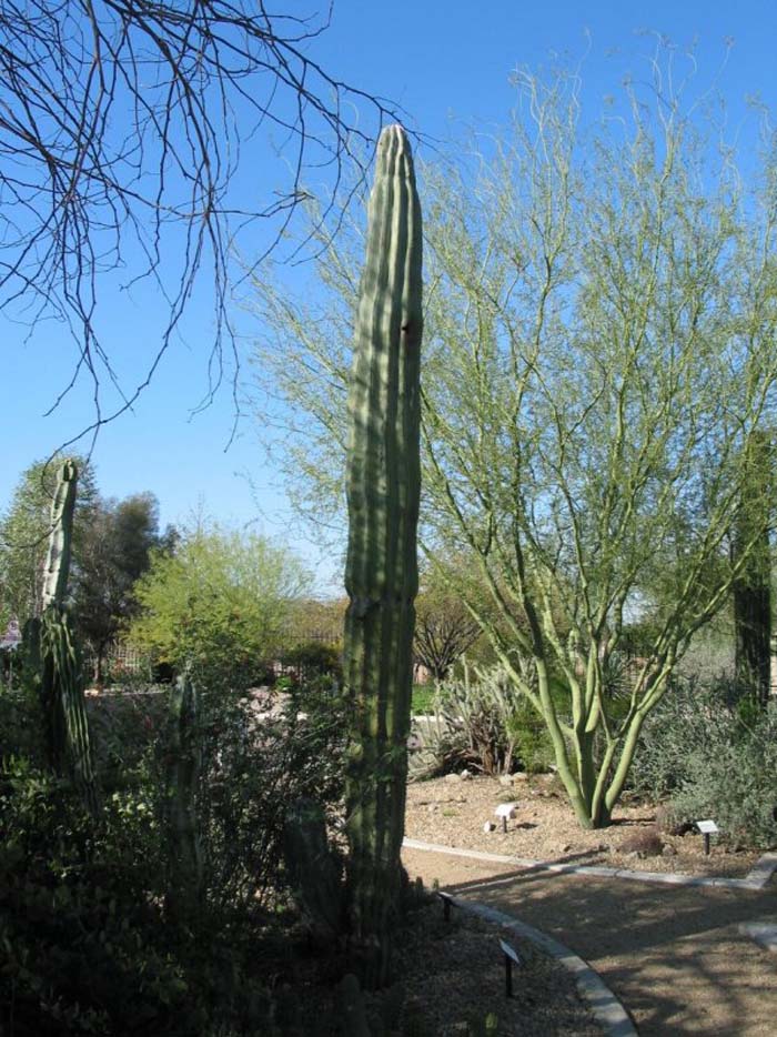 Plant photo of: Echinopsis terscheckii