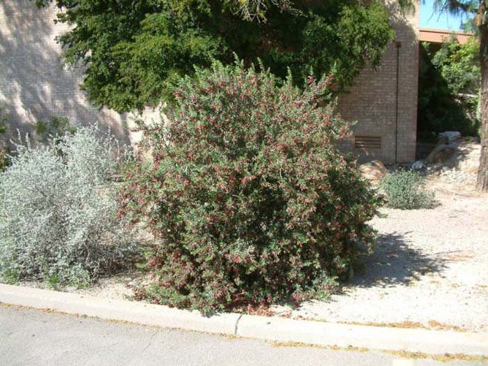 Plant photo of: Eremophila maculata