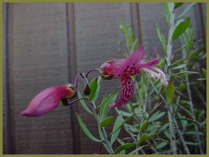 Plant photo of: Eremophila maculata