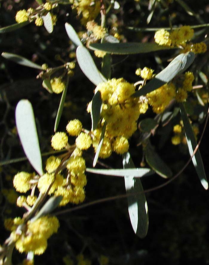 Plant photo of: Acacia redolens 'Desert Carpet'