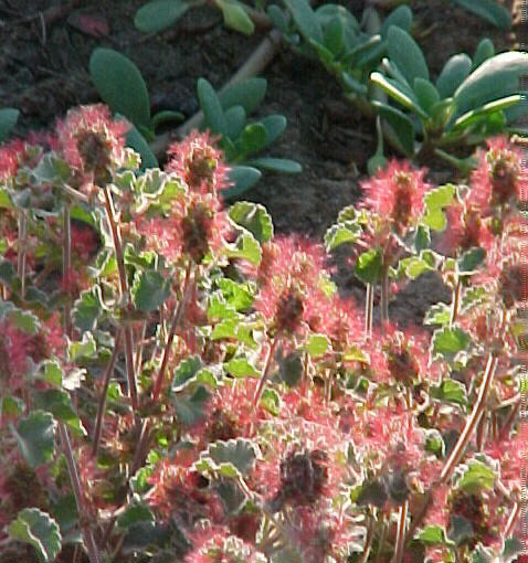 Plant photo of: Acalypha monostachya