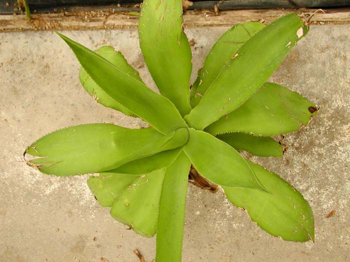 Plant photo of: Agave celsii