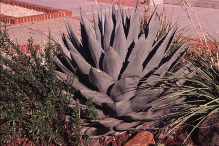 Plant photo of: Agave harvardiana