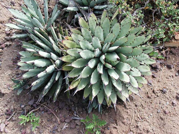 Plant photo of: Agave macroacantha