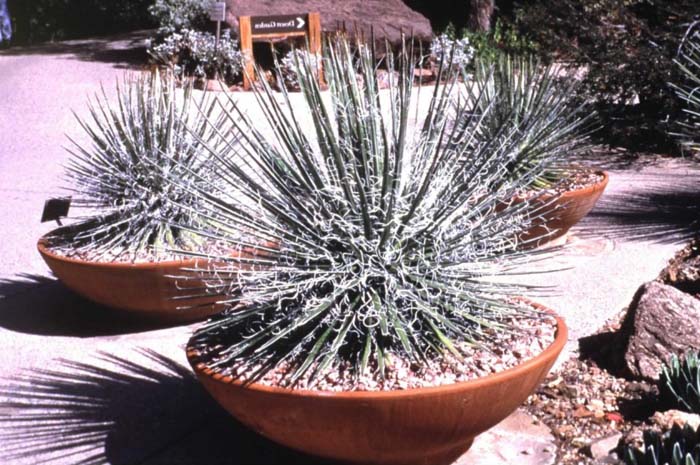 Plant photo of: Agave multifilifera